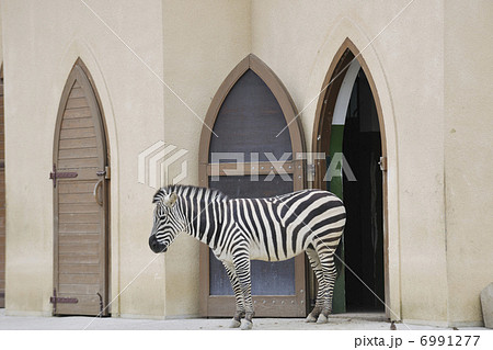 zebra zebra 6991277