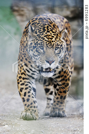 big cat 6991283