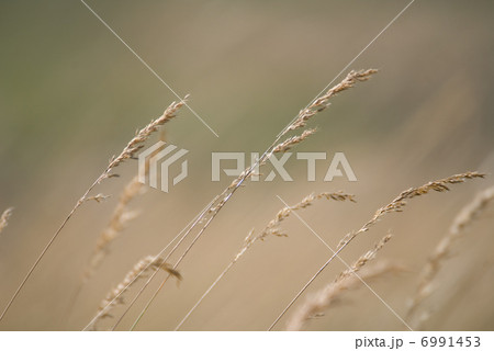 wind in grass wind in grass 6991453
