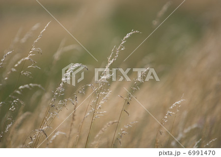 wind in grass 6991470