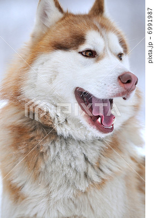 dog dog 6991987