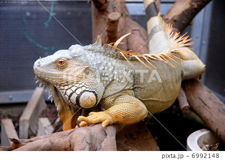 イグアナ 6992148