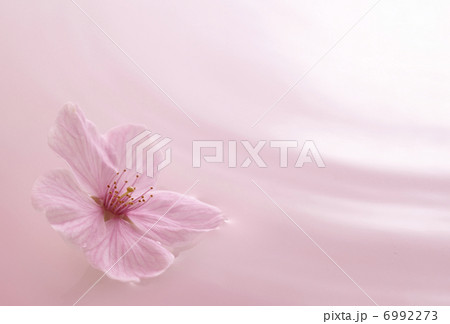 桜のイメージ 6992273