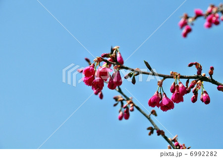 真紅の桜 6992282