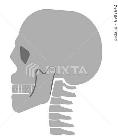 頭蓋骨と頸椎のイラスト素材
