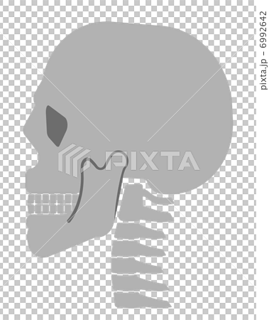 頭蓋骨と頸椎 頭蓋骨と頸椎 6992642