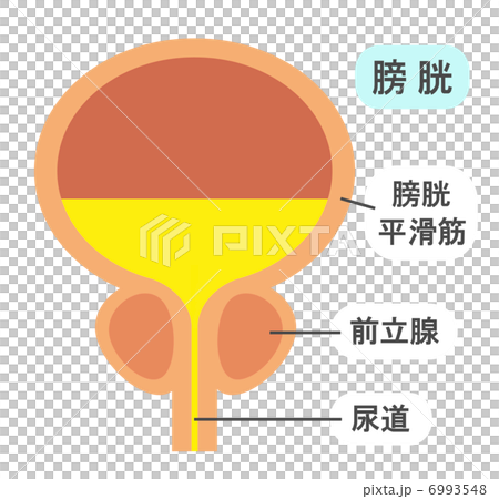 膀胱 膀胱 6993548