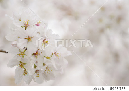 桜 6993573