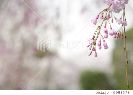 しだれ桜 6993578