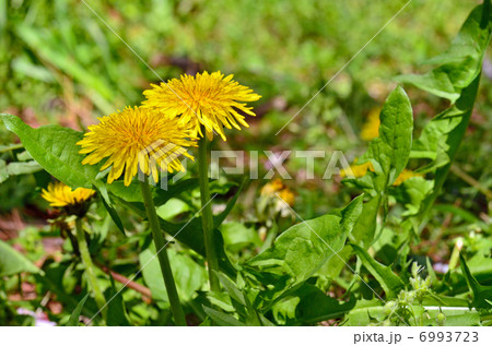 植物・セイヨウタンポポ キク科 植物・セイヨウタンポポ キク科 6993723
