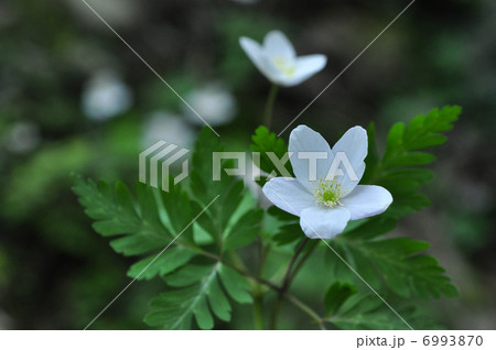 イチリンソウ 6993870