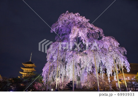 東寺の不二桜と五重塔 東寺の不二桜と五重塔 6993933