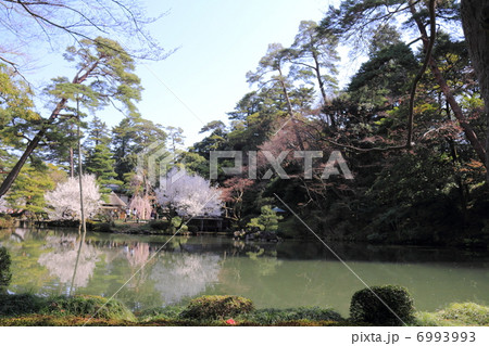 春の兼六園（瓢池） 6993993