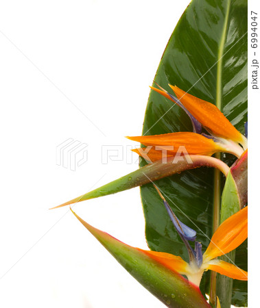bouquet o strelitzia flowers 6994047