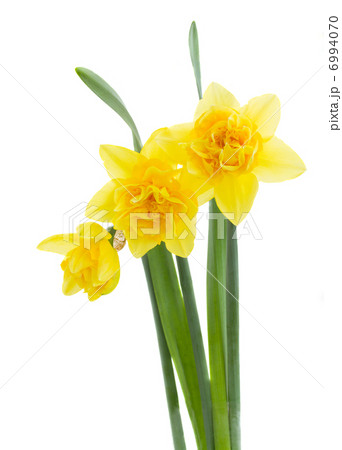 three yellow daffodil flowers 6994070