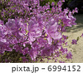 こばのみつばつつじ 6994152