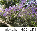 こばのみつばつつじ 6994154