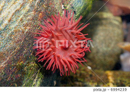 Beadlet anemone (Actinia equina) at the coast of Runde (Norway) Beadlet anemone (Actinia equina) at the coast of Runde (Norway) 6994239