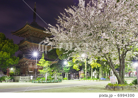 甚目寺観音 三重塔と桜 甚目寺観音 三重塔と桜 6994300