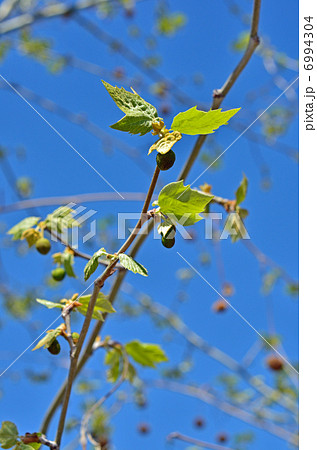 樹木・アメリカスズカケノキ　スズカケノキ科 6994304