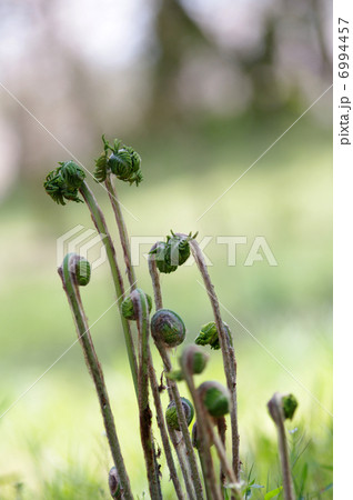 ヤシャゼンマイ ヤシャゼンマイ 6994457