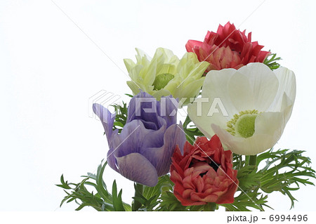 アネモネの花束 6994496