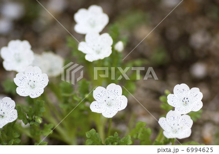 ネモフィラ・スノーストーム 6994625