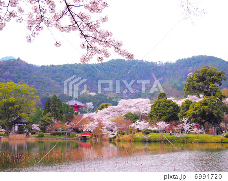 大覚寺 大沢池と桜の写真素材