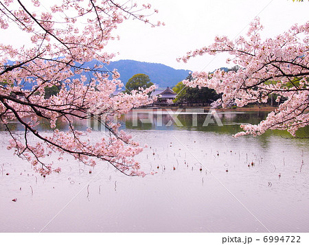 大覚寺 大沢池と桜の写真素材