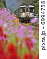 土讃線　コスモスの中を行く列車 6994738