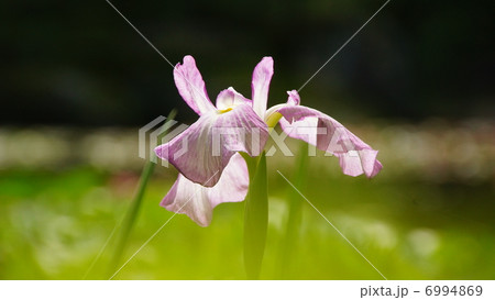 花菖蒲 6994869