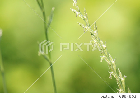 鼠麦　牧草だったようです。 6994903