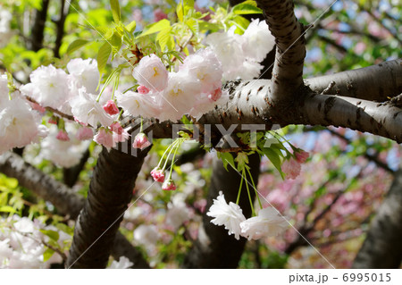 都市農業公園の美しい桜・松月の花と蕾と若葉 6995015