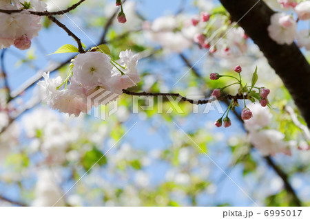 都市農業公園の美しい桜・松月の花と蕾と若葉 6995017