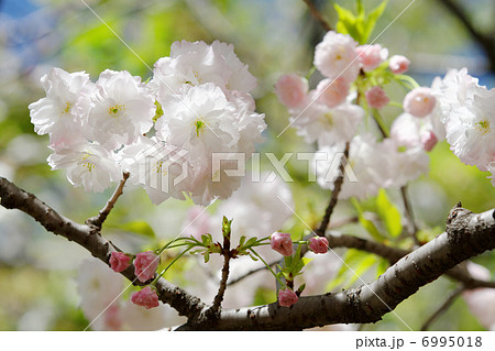 都市農業公園の美しい桜・松月の花と蕾と若葉 6995018