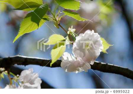 都市農業公園の美しい桜・松月の花と蕾と若葉 6995022