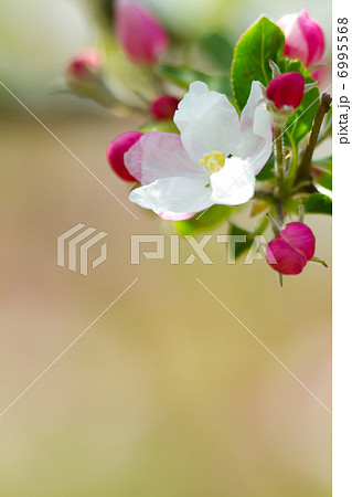 ヒメリンゴの花　花の写真素材 6995568