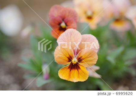 パンジー 6995620