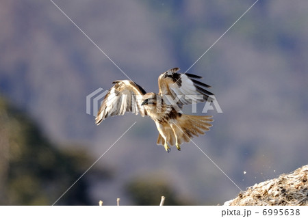 ノスリ ノスリ 6995638