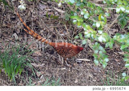 ヤマドリ 6995674