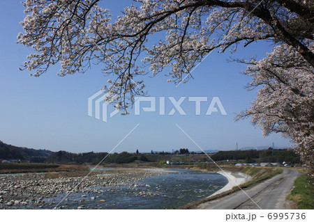 天竜川と桜 天竜川と桜 6995736
