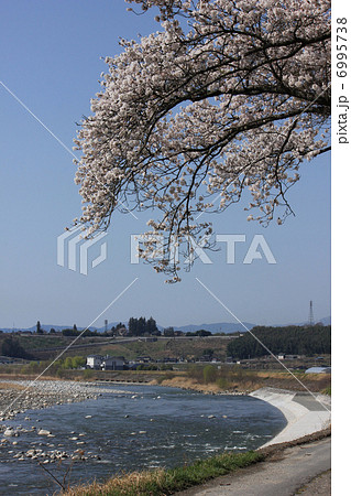 天竜川と桜 6995738