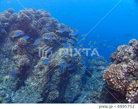 ウメイロモドキのキレイな群れ 6995752