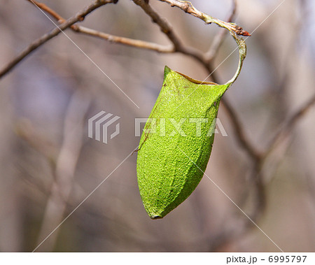 ヤマカマス ヤマカマス 6995797