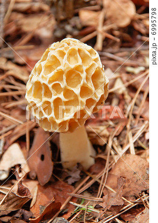 アミガサタケ 6995798