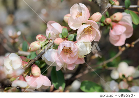 ボケの花 6995807