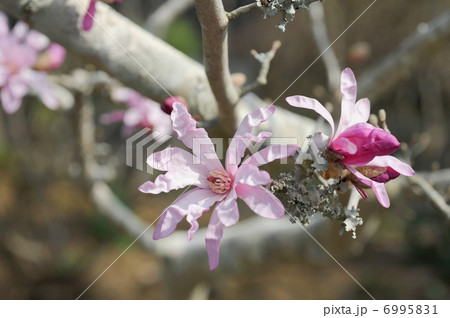 ヒメコブシの花 6995831