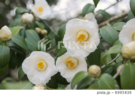 ツバキの白い花 6995836