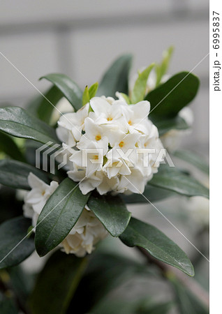 ジンチョウゲの花 6995837