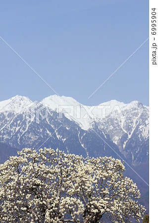 木蓮と雪山　 6995904